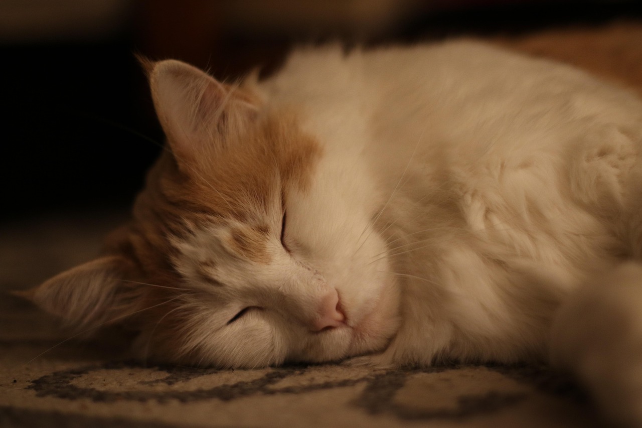 Pet Odor Removal in Orlando That Keeps Your Home Smelling Fresh